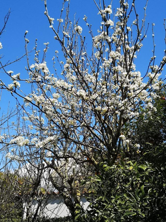 Appartamento In Villa Con Giardino Vicino Al Mare Bella Farnia Zewnętrze zdjęcie